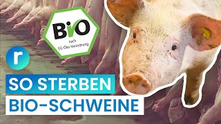 BioSchlachtung weniger Leid fürs Fleisch  reporter [upl. by Danika312]