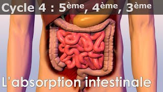 SVT  Cycle 4  COURS  Labsorption intestinale [upl. by Jarus]