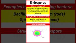 Endospores  Examples of endospore forming Bacteria  Structure of endospore  shorts [upl. by Alistair]