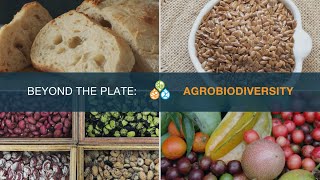 Beyond the plate Agrobiodiversity [upl. by Nadabus]