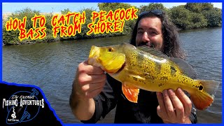 How to catch PEACOCK BASS in Florida bank fishing [upl. by Anilasor]