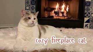 Cozy Fireplace Cat [upl. by Ploss]