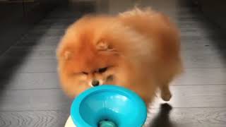 Watch Kapten the Pomeranian play with his iFetch Cuteness overload [upl. by Ytineres]