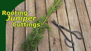 Rooting Juniper Cuttings [upl. by Kimberlee]