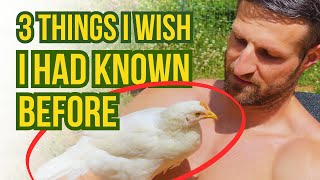 Pros and Cons of Raising LEGHORNS for EGGS on your Homestead [upl. by Fionnula868]