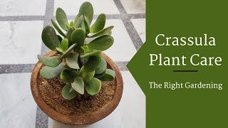 Crassula Plant Care Hindi  How To Grow amp Care Crassula Plant in Pots  Crassula Ovata [upl. by Eilrahs]