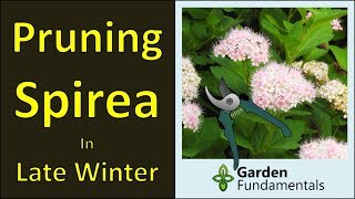 Pruning Spirea Shrubs winter prune for more flowers [upl. by Avaria675]