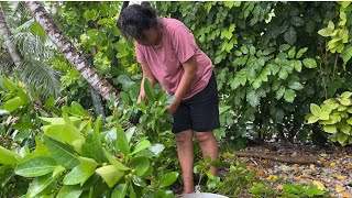 Preserving Kiribati food and garden tour [upl. by Reuven]