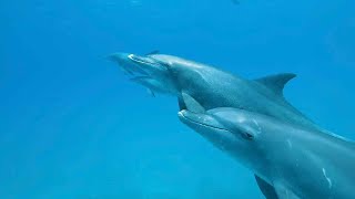 Pod Of Sleeping Dolphins Glide Through Ocean [upl. by Ordisi]