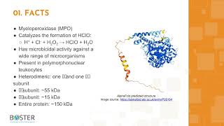 Learn MPO in 3 minutes  Myeloperoxidase [upl. by Joshi]