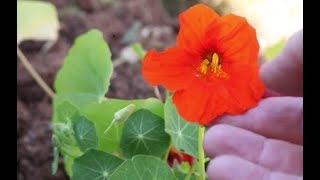 How to Grow Nasturtiums from Seed [upl. by Cowie]