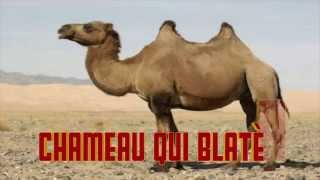 CHAMEAU qui BLATÈRE Cri du chameau  Camel sounds  Verso del cammello  Camel sound [upl. by Ad]