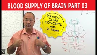 Blood Supply of Brain  Circle of Willis  Part 311 [upl. by Aizan]