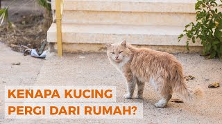 Kucing Tidak Pulang Inilah 7 Alasan Kenapa Kucing Pergi dari Rumah [upl. by Sykes648]