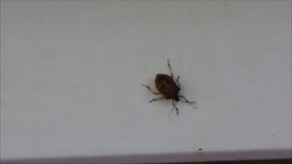 How to quickly kill stink bugs without the smell [upl. by Garlinda660]