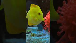 Biota captive bred Yellow Tang and Blue Tang in home aquarium [upl. by Oecam]