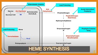 Heme Synthesis Pathway and Associated Diseases [upl. by Nahgiem394]