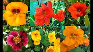 Nasturtiums Growing Uses and Benefits [upl. by Turnheim355]