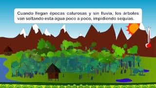 Los bosques y el cambio climático [upl. by Rivalee439]