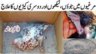 Chicken Mites amp Lice Treatment with Dr ARSHAD [upl. by Derwin]