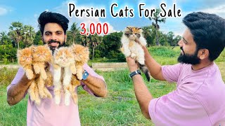 Persian Cats For Sale  Persian Cat  persian cat price in india  persian cat rate  cats for life [upl. by Vasiliki]