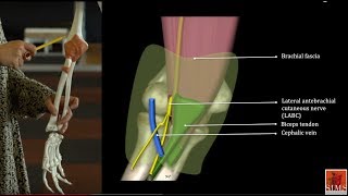 The Musculocutaneous Nerve [upl. by Molini]