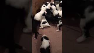 Tibetan Terrier Puppies at 3 Weeks [upl. by Naitirb564]