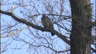 Die Ringeltaube im Wald  Columba palumbus [upl. by Inol]