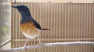 Murai Betina Fighter  White  Rumped Shama INDONESIAN BIRD [upl. by Rhynd]