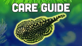 Hillstream Loach Care Guide – ​Amazing Oddball Algae Eater [upl. by Sirred]