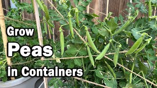 How to Grow Peas in Containers  An Easy Planting Guide [upl. by Hartzell931]