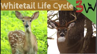 Whitetail Life Cycle [upl. by Macdonell]