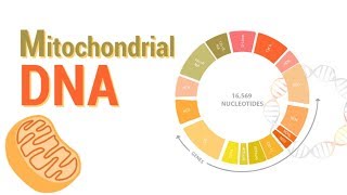 Mitochondrial DNA  mtDNA  All Mitochondrial genes detail [upl. by Tremain]