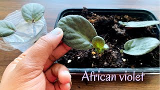 Easiest Way to Propagate African Violets from single leaf100 success In Water amp Soil mediumPartI [upl. by Eurd994]