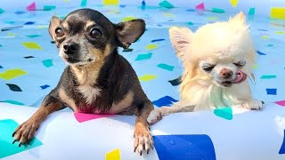 Funny Chihuahua Dog Pool Party 🎉🐶💦 [upl. by Ziom]