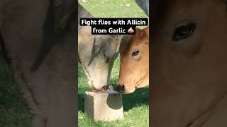 Using Allicin to fight flies 🪰 A compound which comes from Garlic livestocknutrition flycontrol [upl. by Ennairrac338]