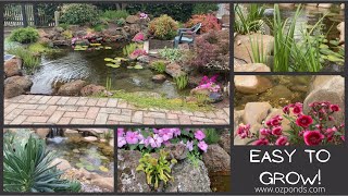 Plant ideas for in and around a backyard pond [upl. by Dale805]