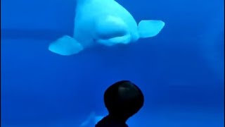 Watch Beluga Whale Comes To Say Hello [upl. by Shu]