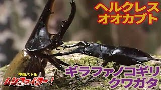 【公式】ギラファノコギリクワガタ vs ヘルクレスオオカブト（ヘラクレスオオカブト）【甲虫バトル ムシファイター！】14 [upl. by Iamhaj790]