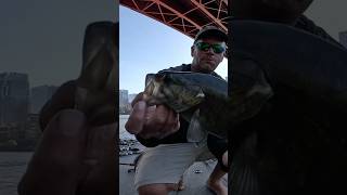 Smallmouth spooked my dog bassfishingismylife downtownnashville [upl. by Alludba]