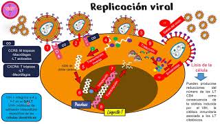 Replicación VIH Virus de la inmuno deficiencia humana🤓 [upl. by Aleekahs]