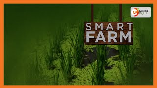 Smart Farm  Focus on Azolla farming in Nyeri County [upl. by Hniv]