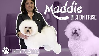 Kitty Talks Dogs grooming Maddie the Bichon Frisé  TRANSGROOM [upl. by Riva711]