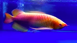 The Worlds Most Expensive Arowana Fish  One and Only Red Arowana Fish in the world Rare Arowana [upl. by Oahc]