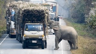 Elephant Blocks Trucks To Steal Bundles Of Sugar Cane From Them [upl. by Laynad]