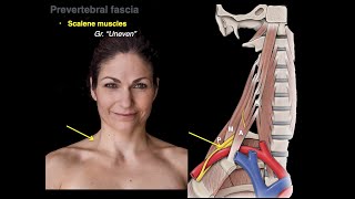 Muscles of the neck [upl. by Marcus109]