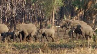 Selection for Tuskless Elephants  HHMI BioInteractive Video [upl. by Kirit]