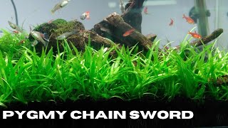 Pygmy Chain Sword Echinodorus Tenellus Growing Tips [upl. by Llednav517]