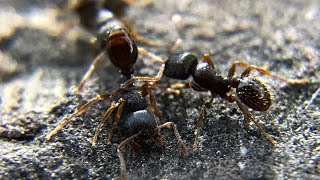 Pavement Ants Tetramorium immigrans At War [upl. by Mattson]