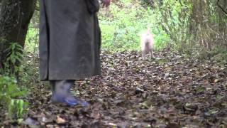 The Lagotto Romagnolo Gundog [upl. by Yllime]